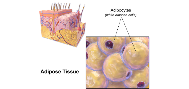 stem cells adipose tissue